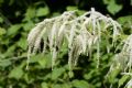 Aruncus dioicus